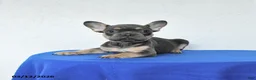 French Bulldog dogs for sale: Bandit - Ad 3