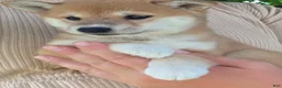 Shiba Inu dogs for sale: Freedom - Ad 2