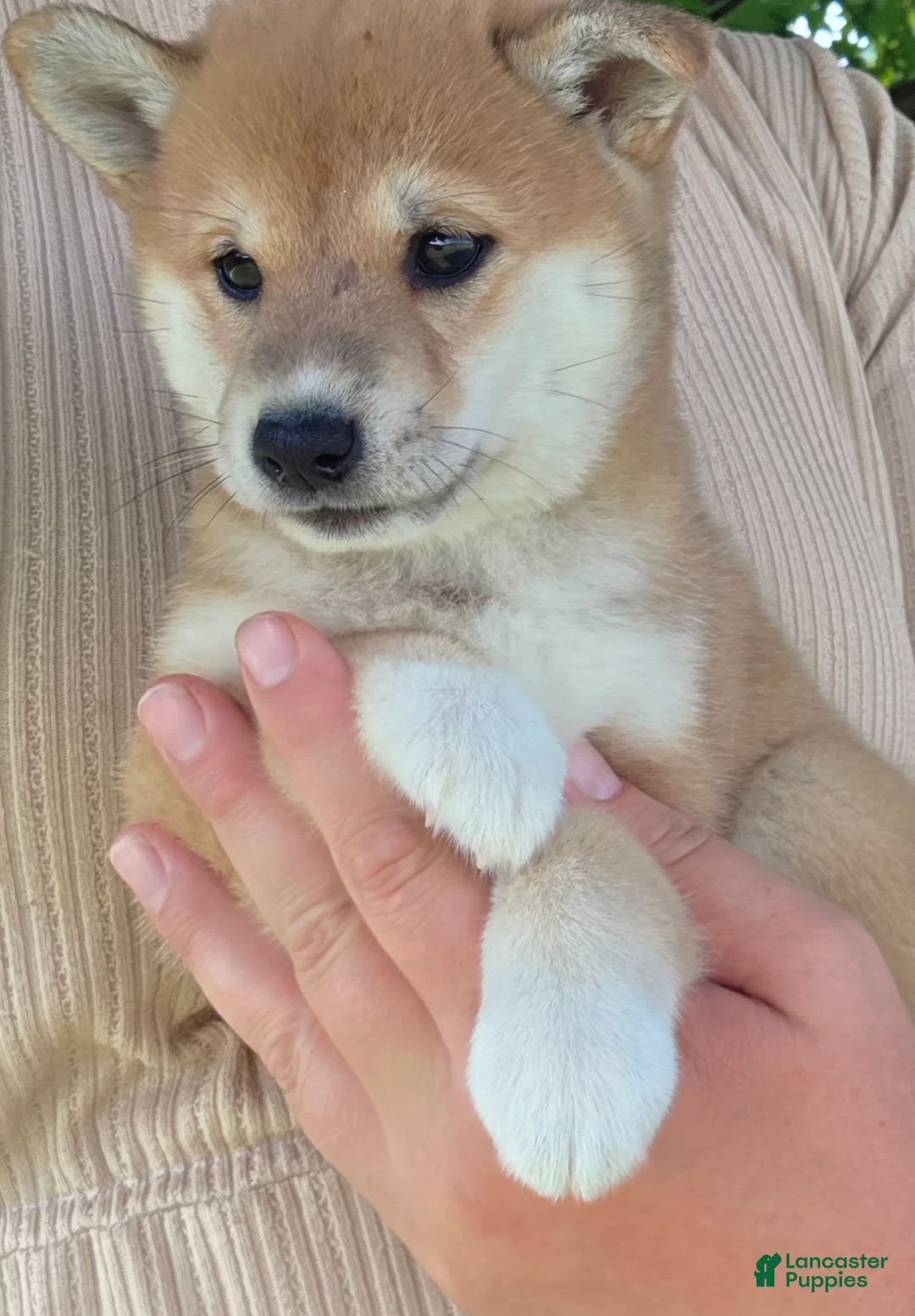 Shiba Inu dogs for sale: Freedom - Ad 2