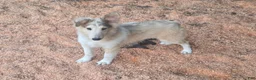 Shetland Sheepdog dogs for sale: Shetland Sheepdog 2 - Ad 3