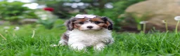 Cavapoo dogs for sale: Bella - Ad 3