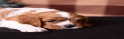 Cavalier King Charles Spaniel dogs for sale: Oswald - Ad 5