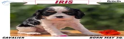 Cavalier King Charles Spaniel dogs for sale: Iris - Ad 1