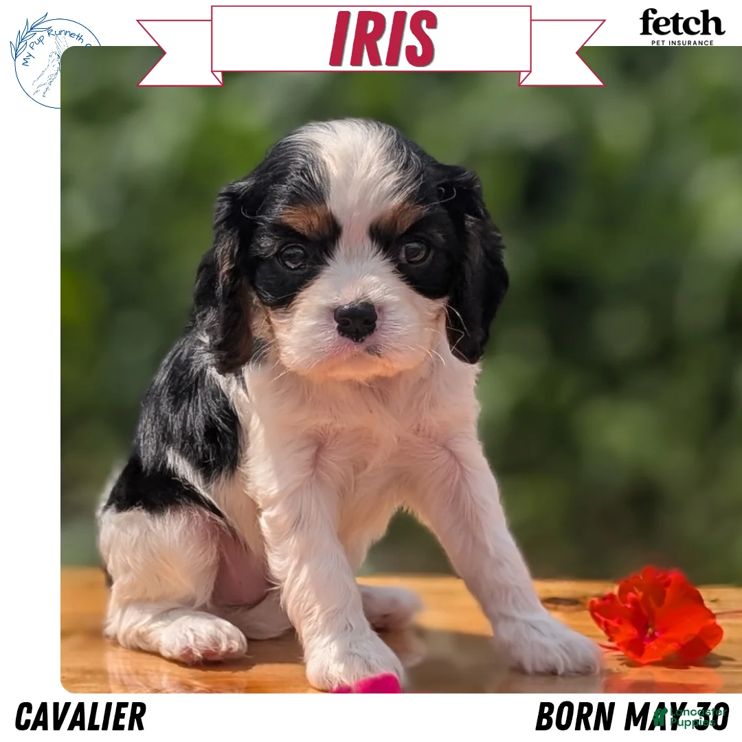 Cavalier King Charles Spaniel dogs for sale: Iris - Ad 1