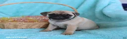 Pug dogs for sale: Archie - Ad 5