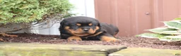 Rottweiler dogs for sale: France  - Ad 3