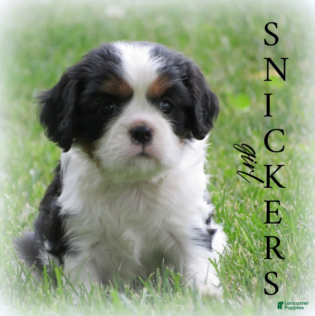 Cavalier King Charles Spaniel dogs for sale: Cavalier King Charles Spaniel 2 - Ad 1