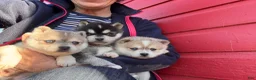 Alaskan Klee Kai dogs for sale: Alaskan Klee Kai Puppy 1 - Ad 11