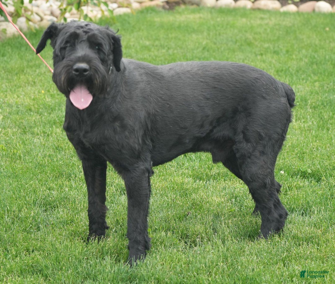Giant Schnauzer dogs for sale: Angela - Ad 7
