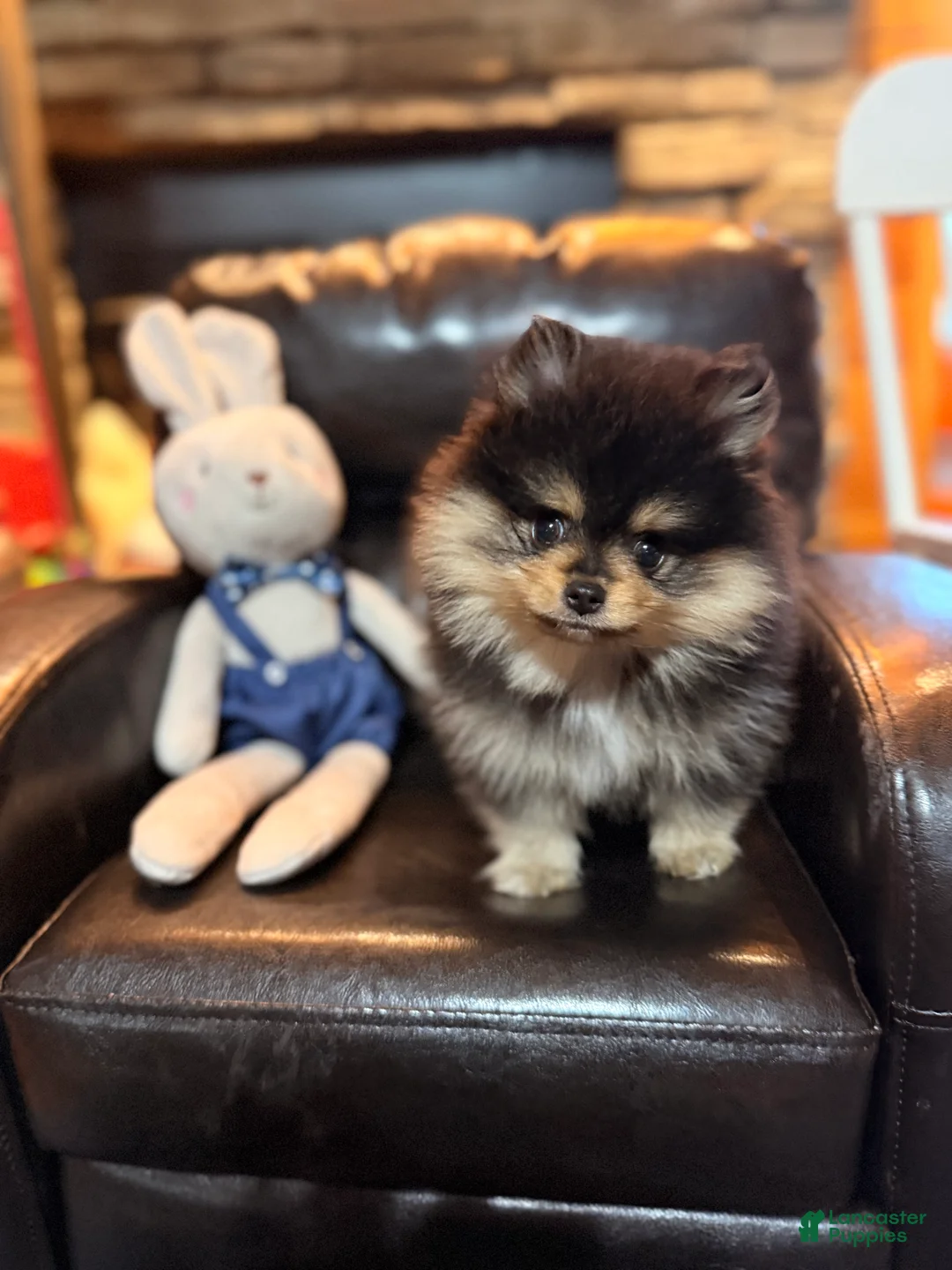 Pomeranian dogs for sale: Cannoli  - Ad 2
