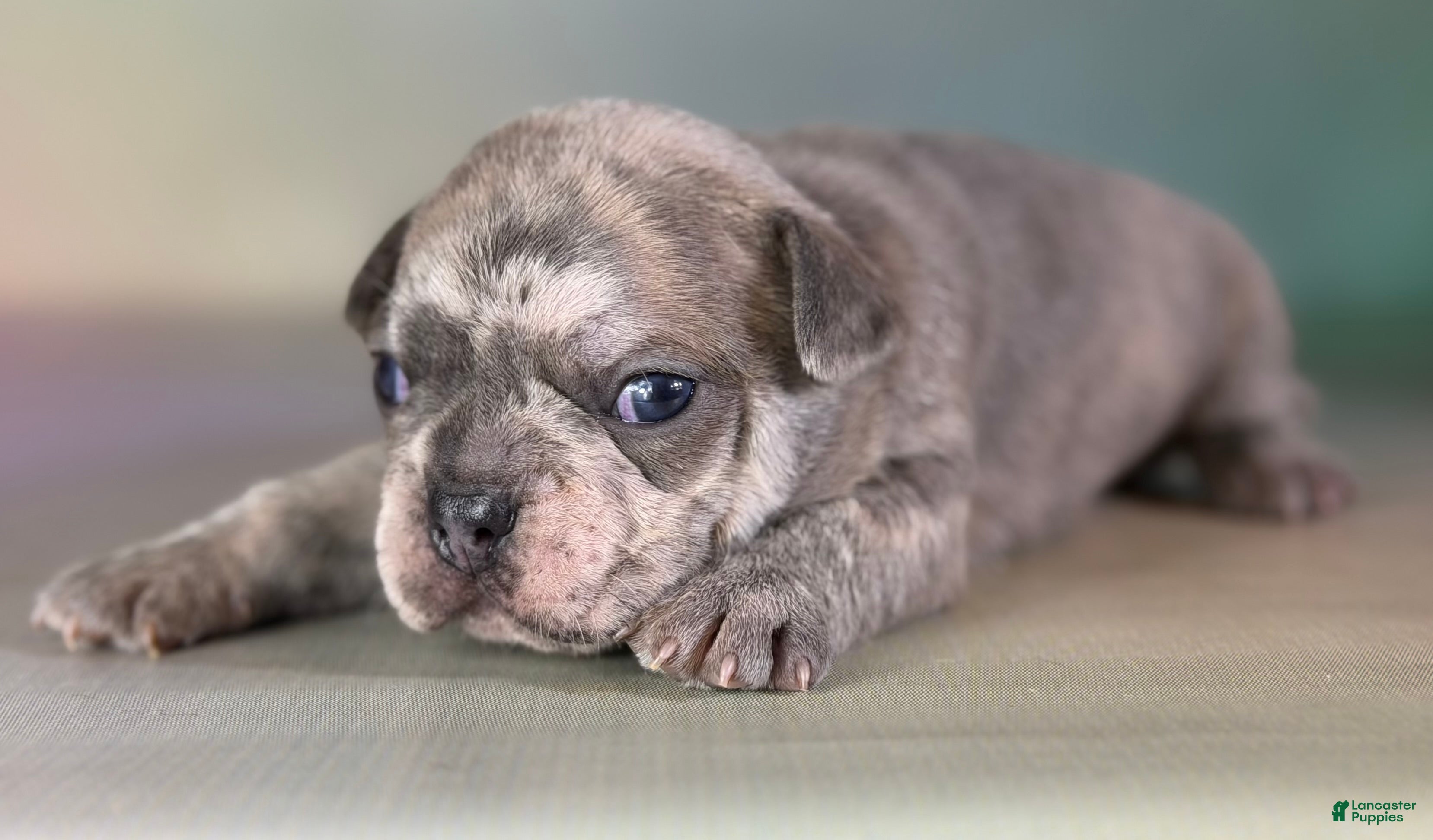 Mixed Breed dogs Juno DNA 88/12 - Ad 2