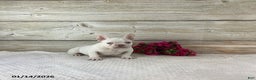 French Bulldog dogs for sale: Kody - Ad 5