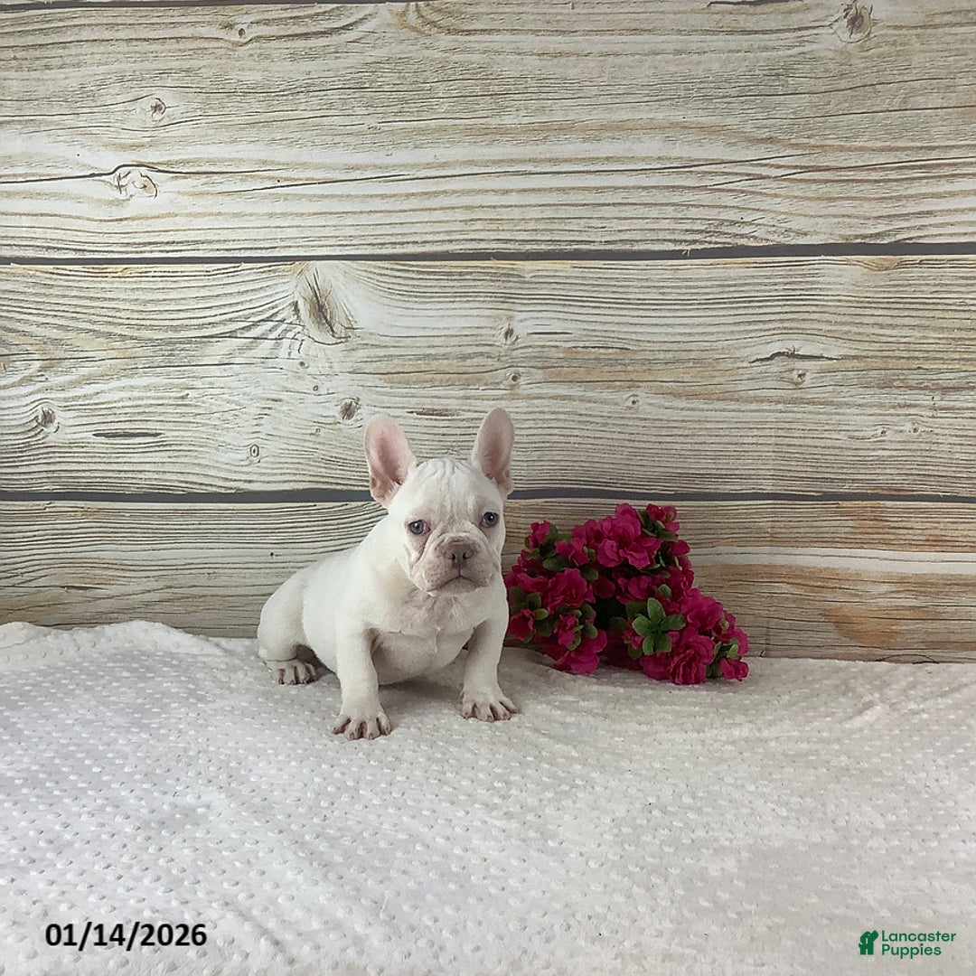 French Bulldog dogs for sale: Kody - Ad 5