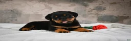 Rottweiler dogs for sale:  Hazel 🐾 - Ad 3