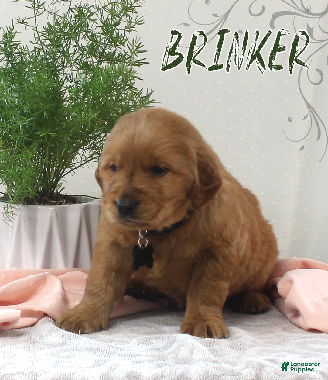 Golden Retriever dogs for sale: Brinker - Ad 1
