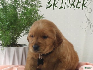 Golden Retriever dogs Brinker - Ad 8