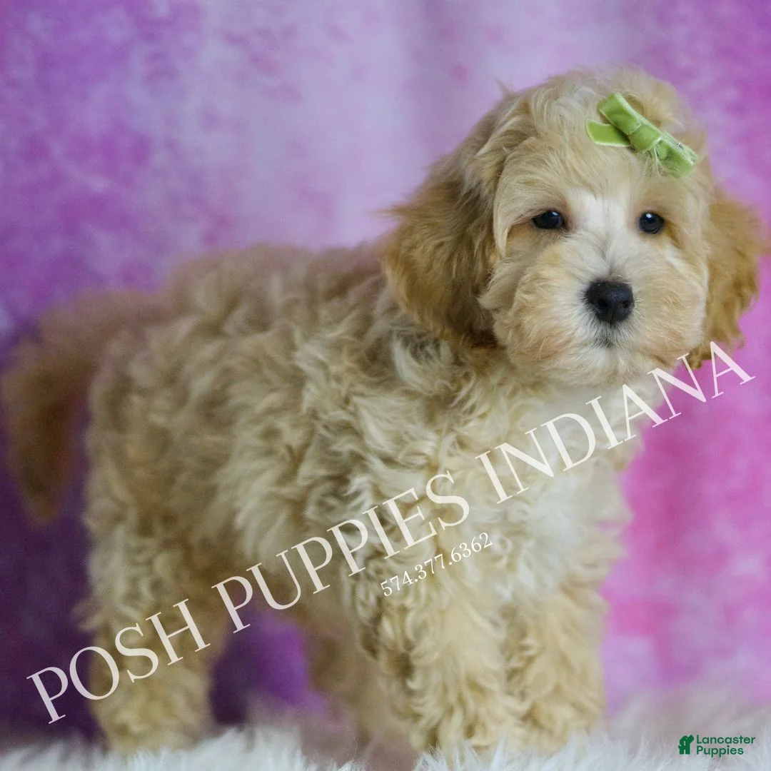 Maltipoo dogs for sale: Bubbles - Ad 4