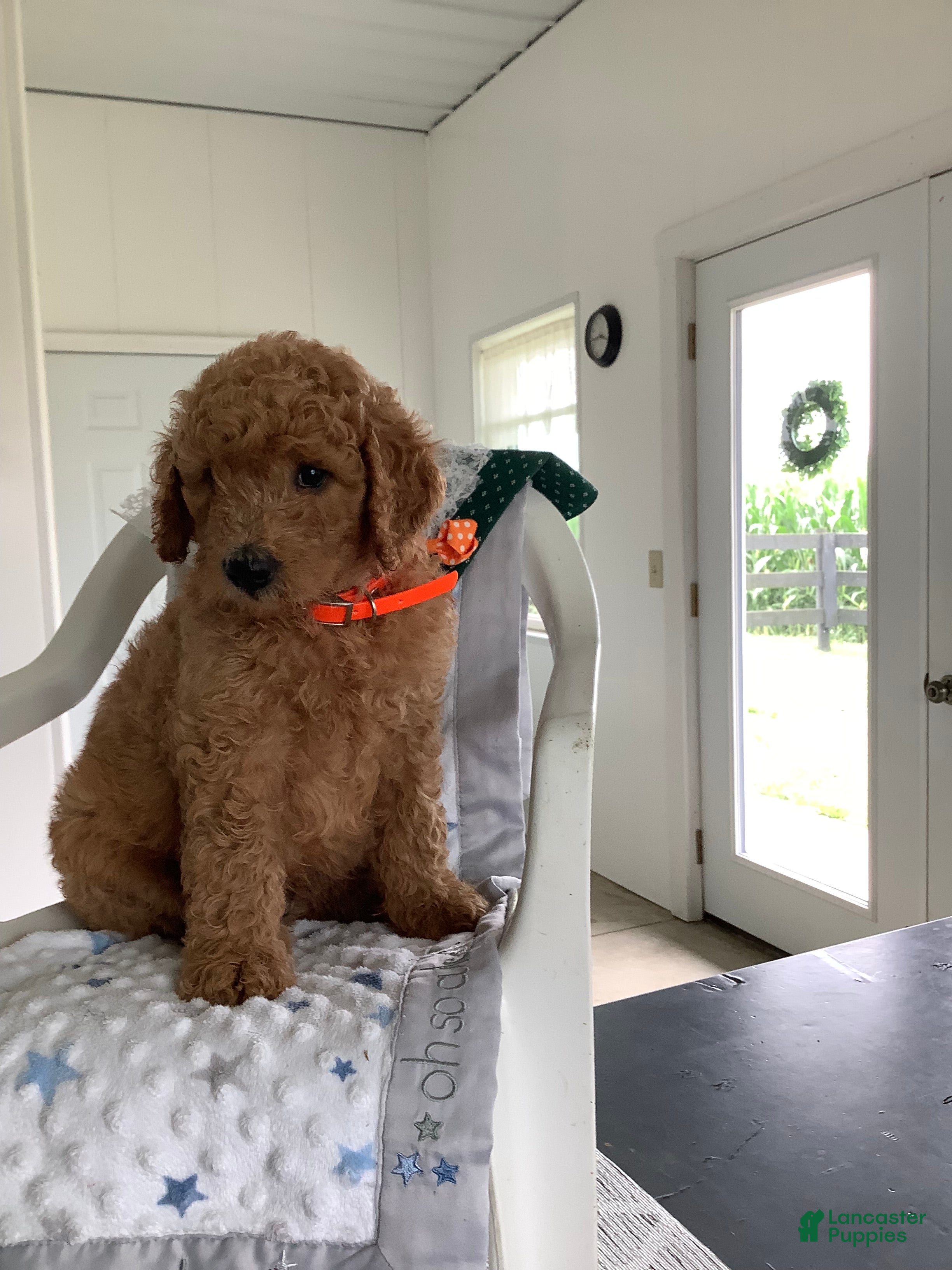 Goldendoodle dogs Goldendoodle 2 Ronnie F1b  - Ad 2