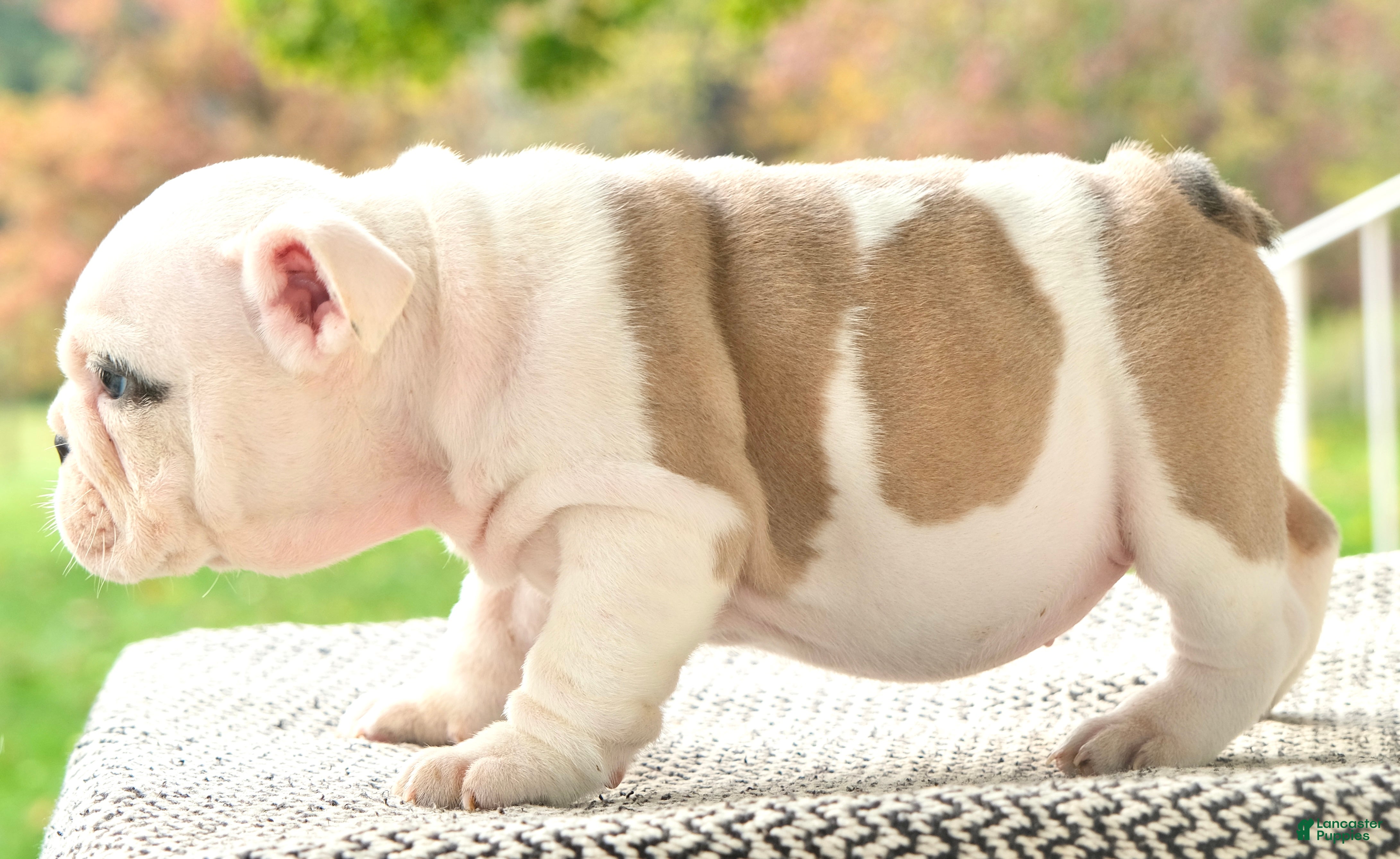 English Bulldog dogs Hazel - Ad 2