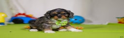 Cavapoo dogs for sale: Ajax - Ad 5