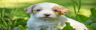 Fairy MUNCHKIN BERNEDOODLE