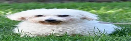 Bichpoo dogs for sale: Samson - Ad 7
