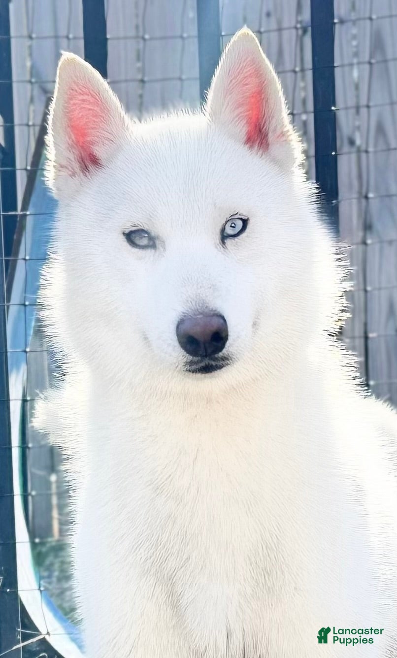 Siberian Husky dogs Harper - Ad 29