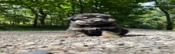 German Shepherd dogs for sale: Kirus - Ad 4