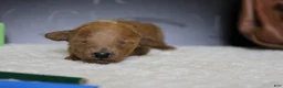 Mixed Breed dogs for sale: Tangerine - Ad 2