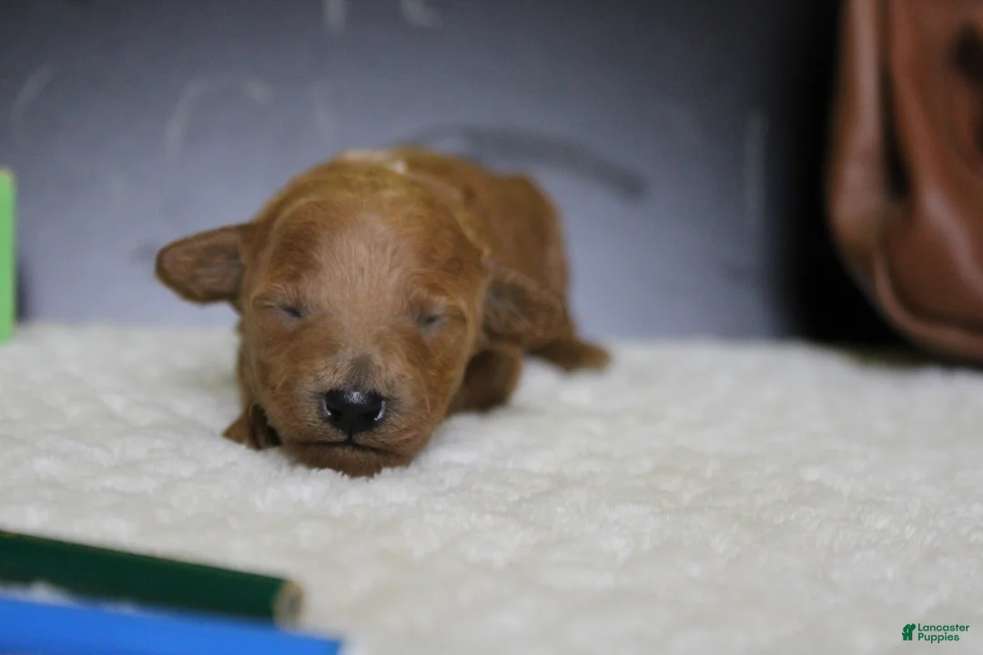 Mixed Breed dogs for sale: Tangerine - Ad 2
