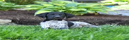 German Shorthaired Pointer dogs for sale: Pierre - Ad 4
