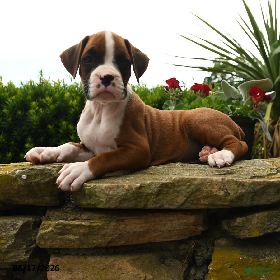 Boxer dogs Twilight - Ad 2