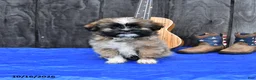 Shih Tzu dogs for sale: Tori - Ad 3