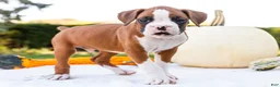 Boxer dogs for sale: Osage Boxer - Ad 8