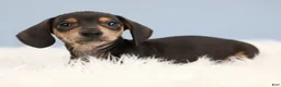 Miniature Dachshund dogs for sale: Jett ⚽️ - Ad 6