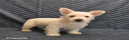 West Highland Terrier dogs for sale: Kent  - Ad 3
