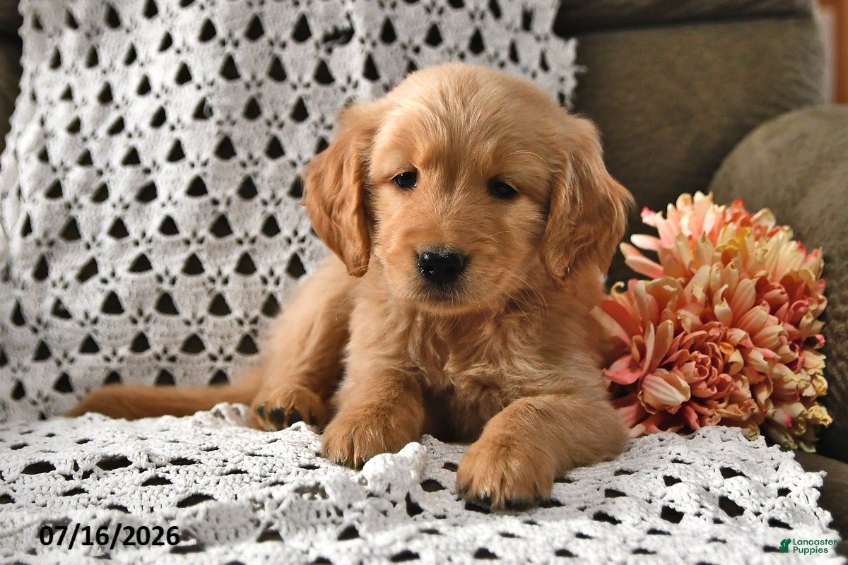Goldendoodle dogs Elmo - Ad 1
