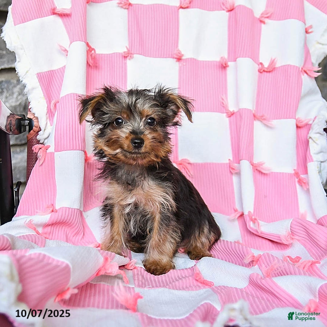 Yorkshire Terrier dogs for sale: Ridley EXTRA SMALL - Ad 2