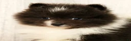 Pomeranian dogs for sale: Sapphire Princess - Ad 9