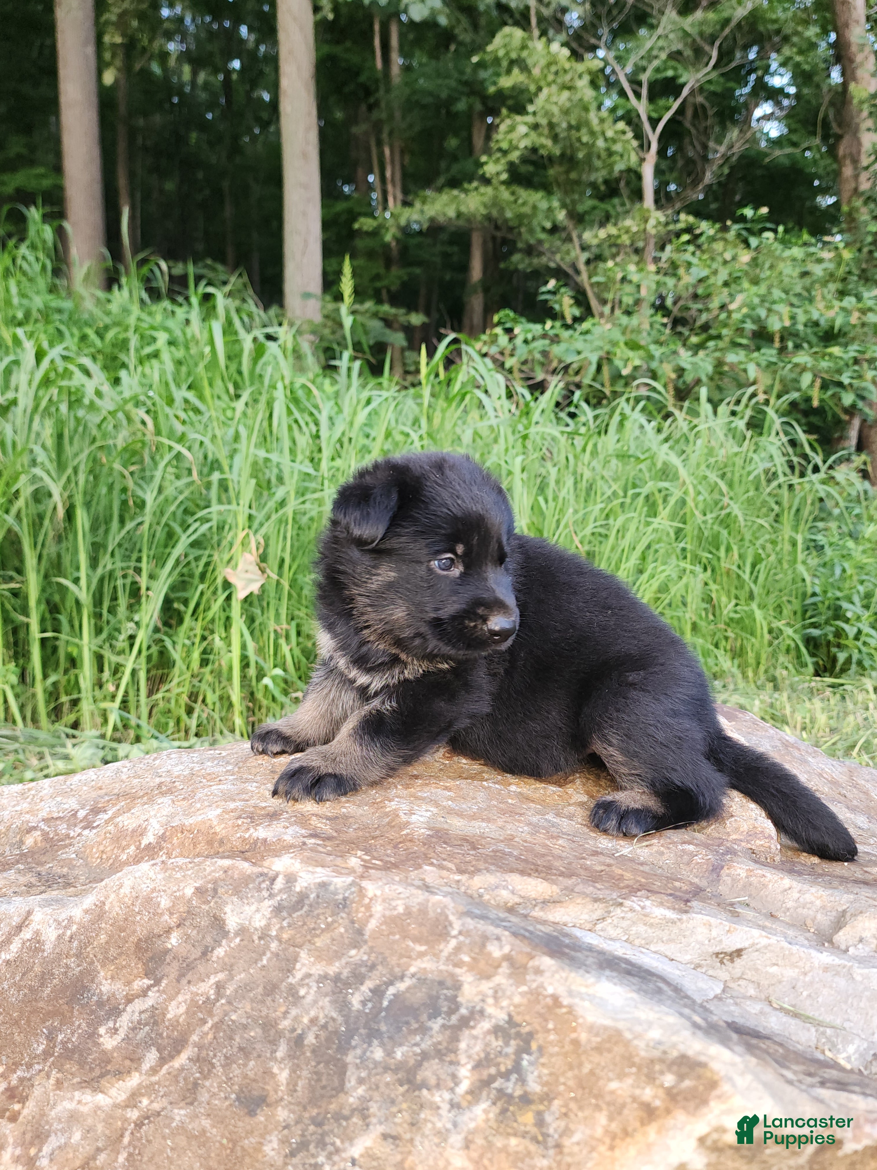 German Shepherd dogs German Shepherd 7 Trek - Ad 2