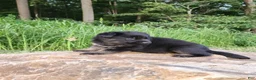 German Shepherd dogs for sale: German Shepherd 7 Trek - Ad 2