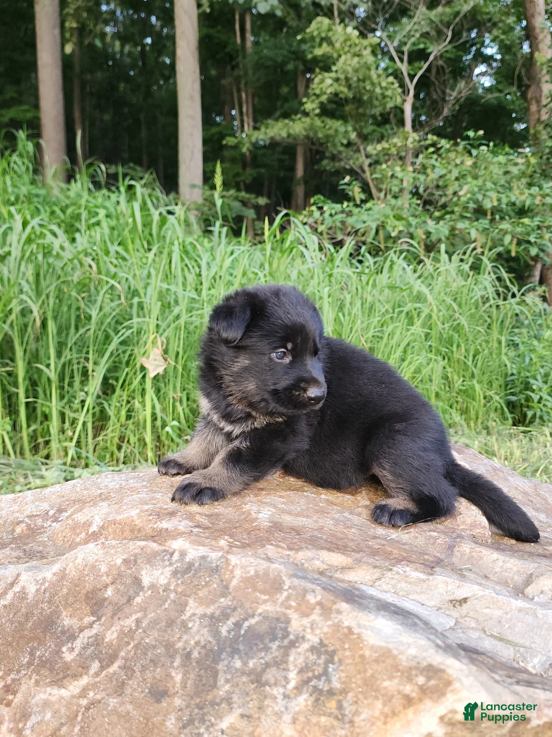 German Shepherd dogs for sale: German Shepherd 7 Trek - Ad 2