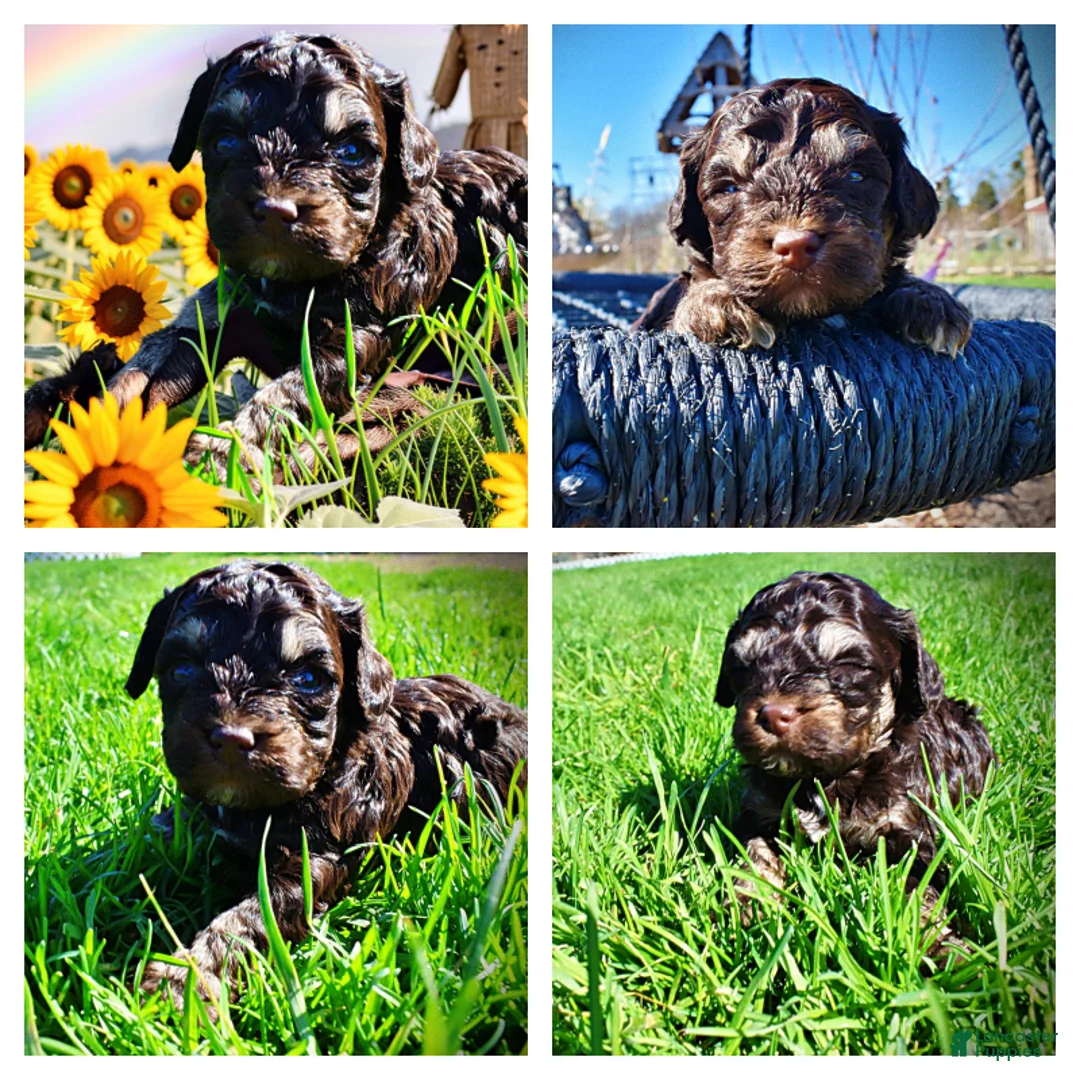 Havapoo dogs for sale: Nabisco - Ad 2