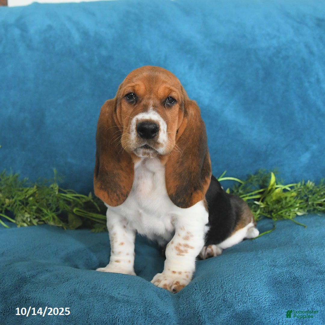 Color Basset Hound Puppies for sale Lancaster Puppies - Main Image