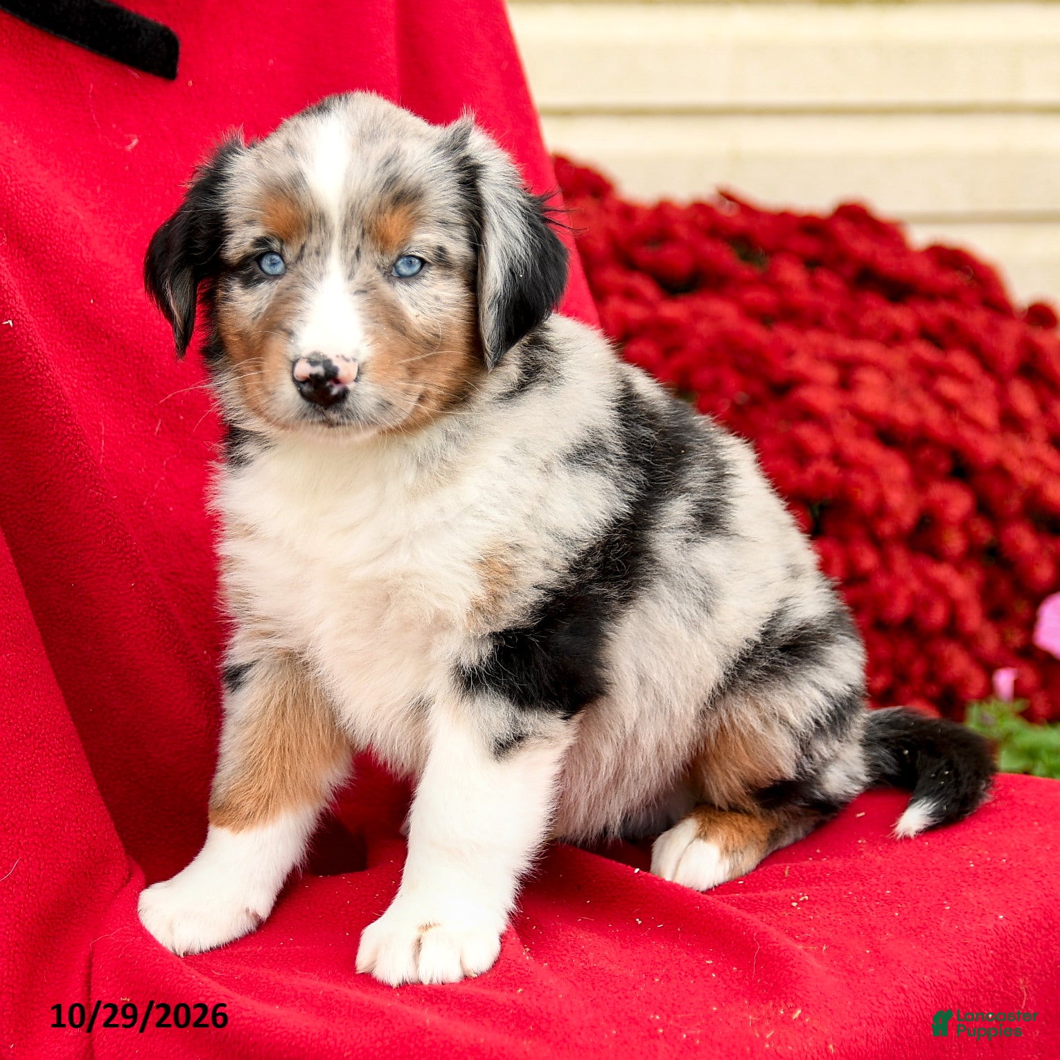 Australian Shepherd dogs for sale: Murphy - Ad 1