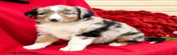 Australian Shepherd dogs for sale: Murphy - Ad 1