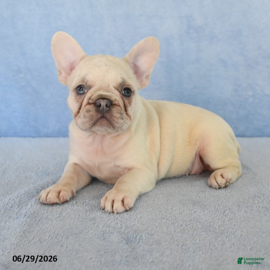 French Bulldog dogs Nancy - Ad 2