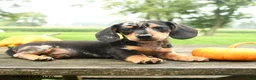 Miniature Dachshund dogs for sale: Pizza  - Ad 4