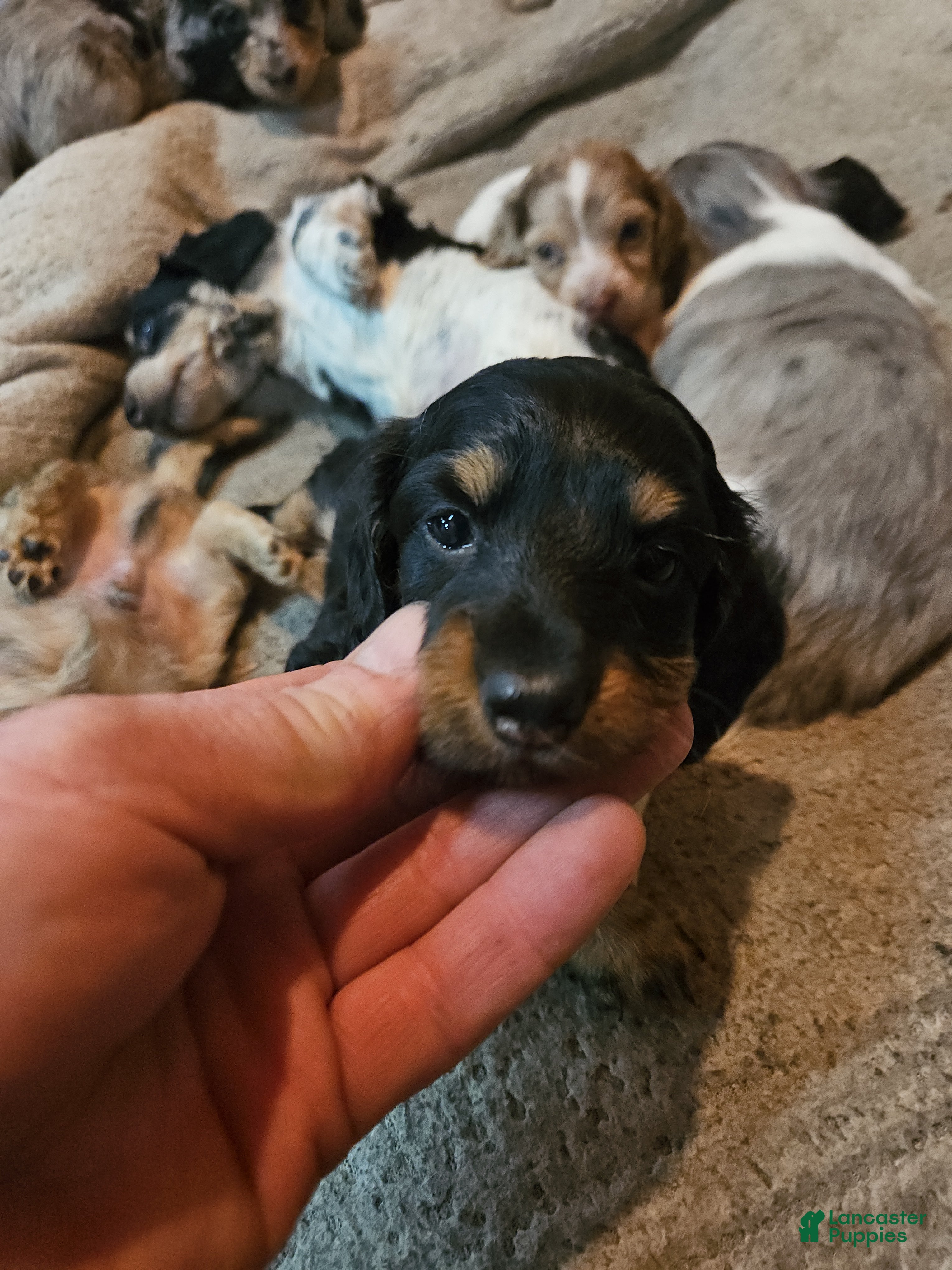 Miniature Dachshund dogs Miniature Dachshund Puppy 2 - Ad 1