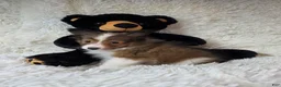 Shetland Sheepdog dogs for sale: Maverick - Ad 7
